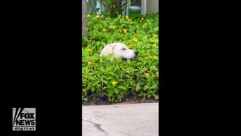 WATCH: Dog 'plants' itself in flowers
