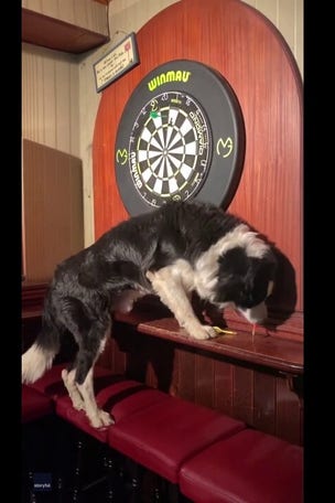 SEE IT: Dog retrieves DARTS for owner
