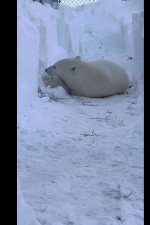 Orphaned polar bear's JOY at new home: WATCH IT