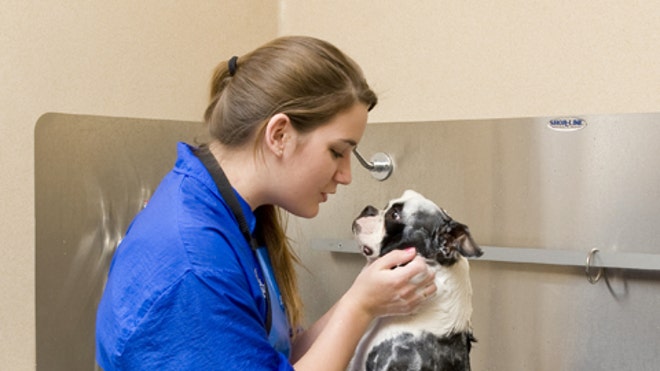Pet Bathing Best, PF Slideshow