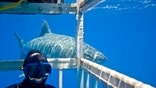 It turns out sharks’ recent rise in popularity (think Shark Week and viral hit Sharknado) may actually be keeping them alive longer. Experts say a rise in shark ecotourism is chasing away poachers, and showing sharks may more valuable alive than dead. 