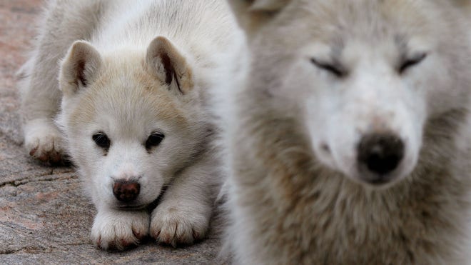 Dogs