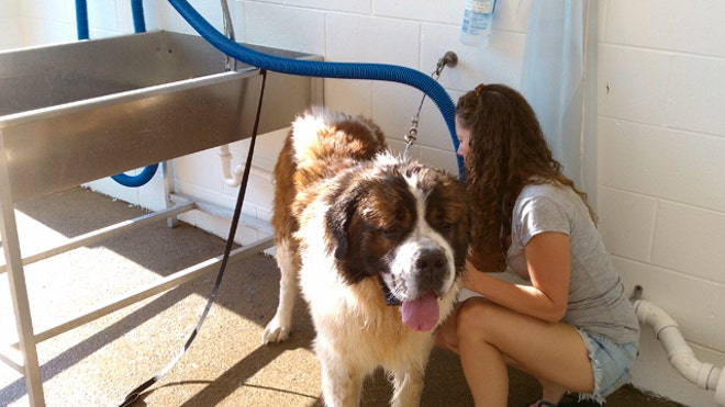 Pet-Wash-Bubbles-Galore
