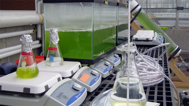 Algae-Biofuel-Research