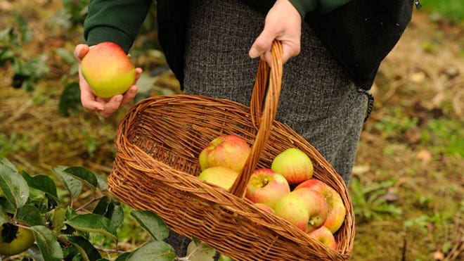 Apple-Picking-Basket