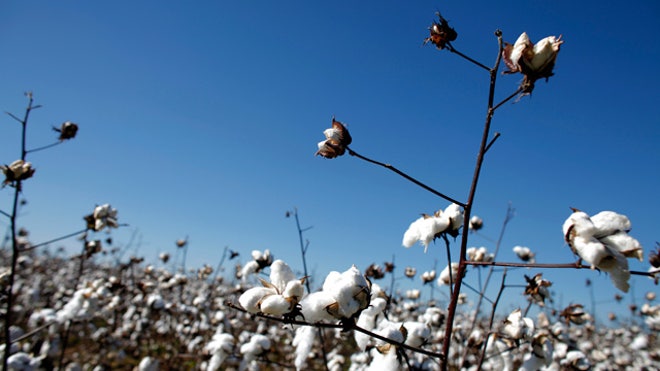 Cotton-Field-Birmingham-Alabama