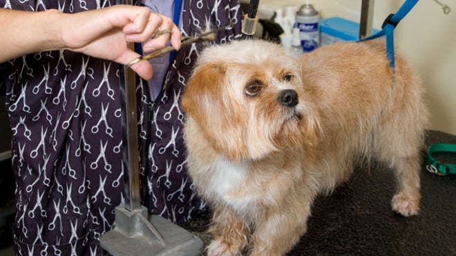 Dog-Being-Groomed