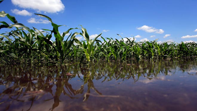 Flooded-Corn-Field