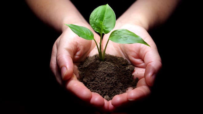 Hands-Hold-Small-Tree-Soil