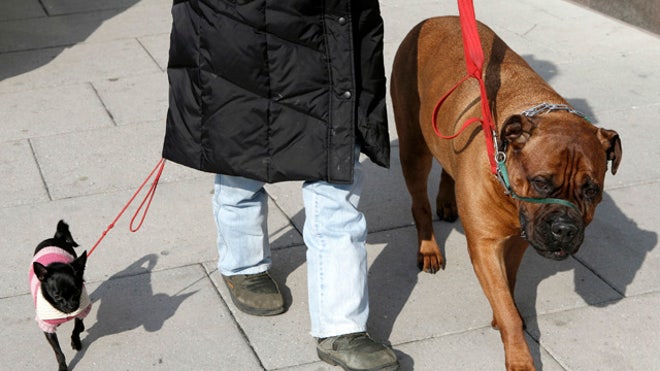 dogwalker1
