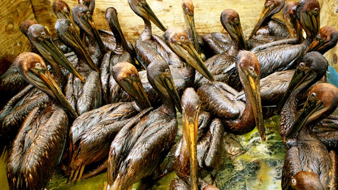 oil_pelicans