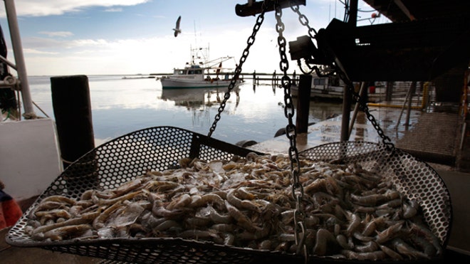 shrimp_gulf