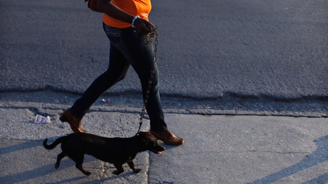 walking-the-dog
