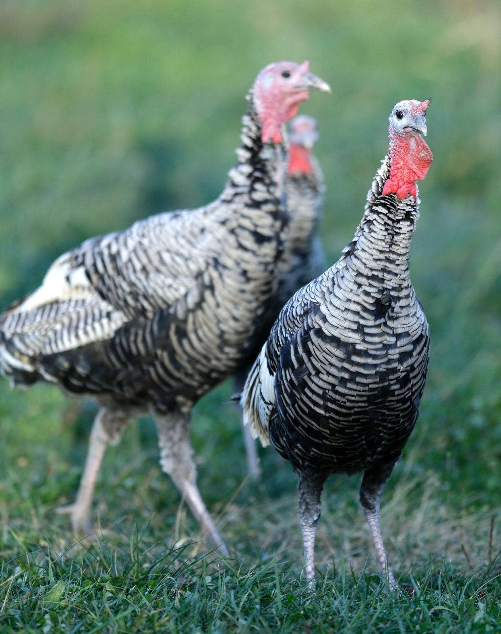 Paltry poultry US turkey numbers at 28year low, record wholesale