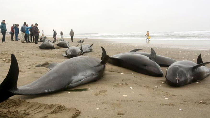 Dolphins, dolphin japan, Hokota