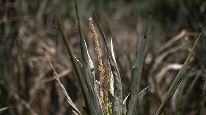 corn crop dried up