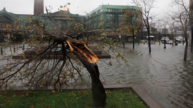 hurricane sandy tree reuters fbn