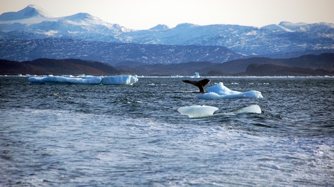 iceberg.JPG