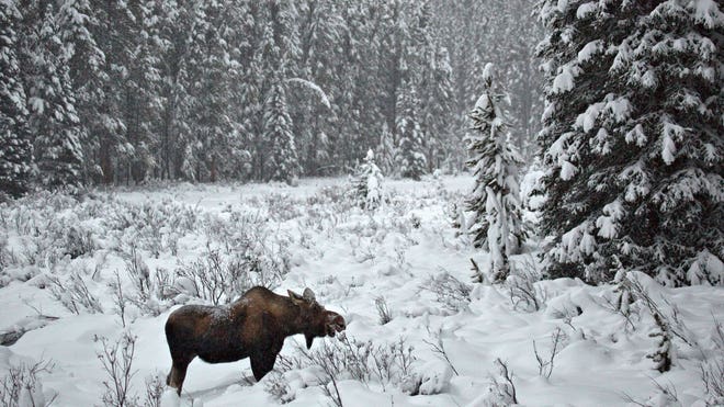 moose wildlife nature land