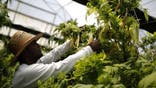 Canna Security America president Dan Williams on his service, which provides security for pot growers.
