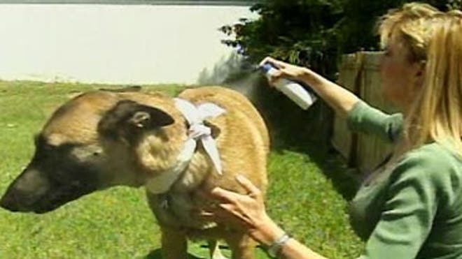 052308_health_fne_petsunscreen_16_9.jpg