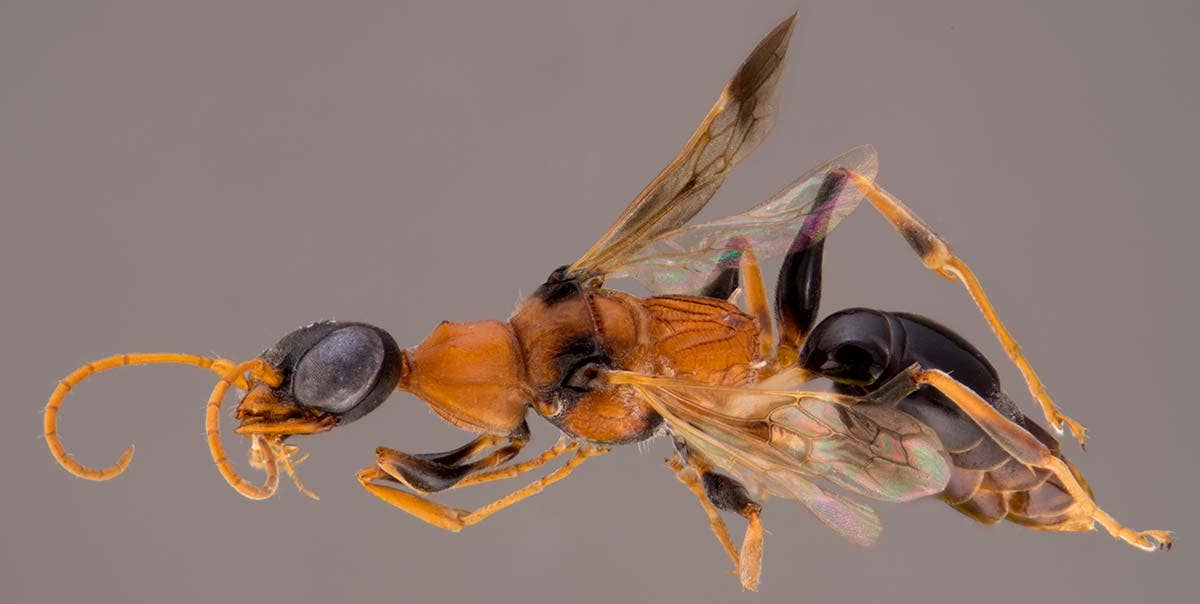 'Dementor' wasp turns cockroaches into zombies - Fox News