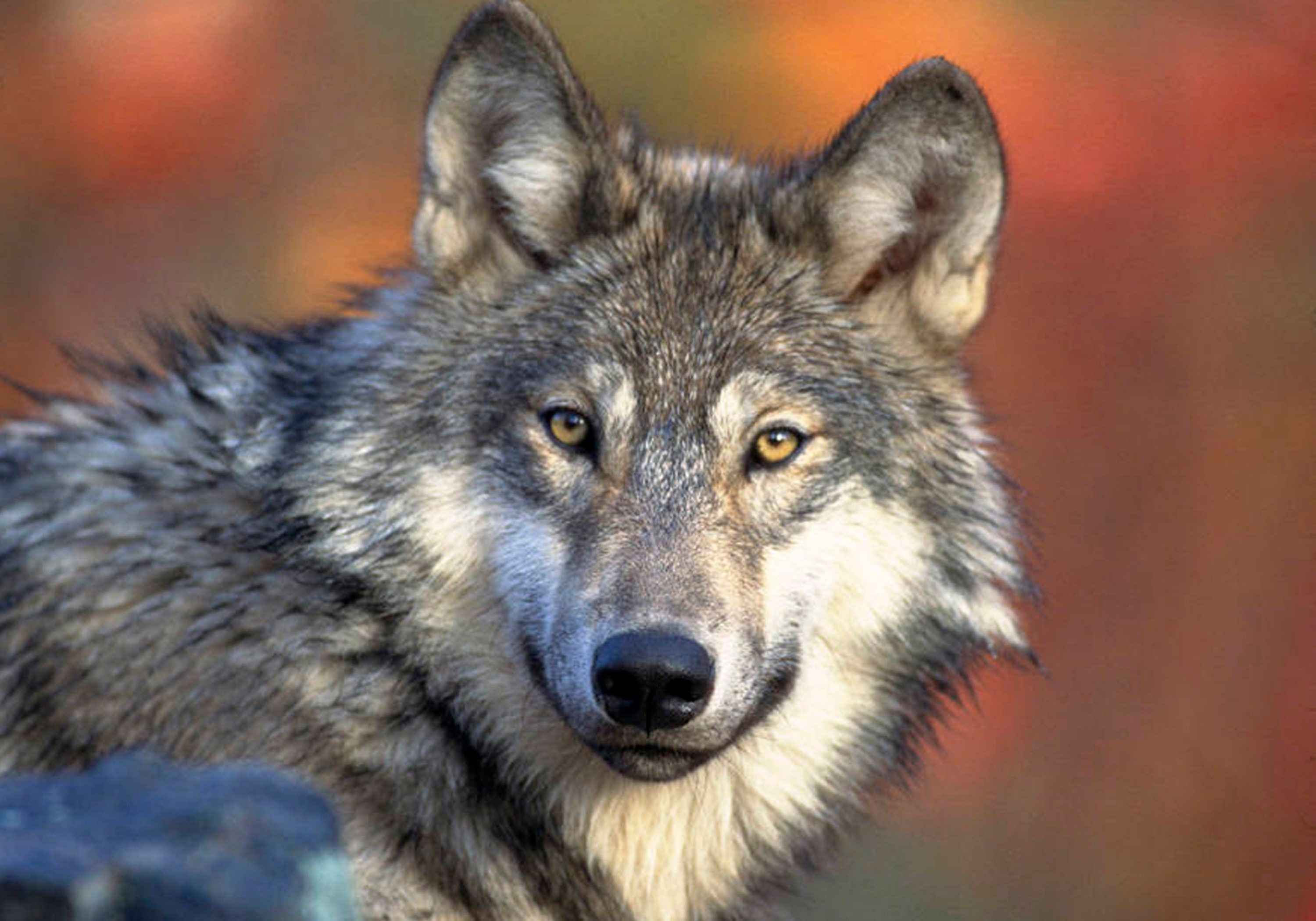 Grand Canyon gray wolf may have been shot in Utah