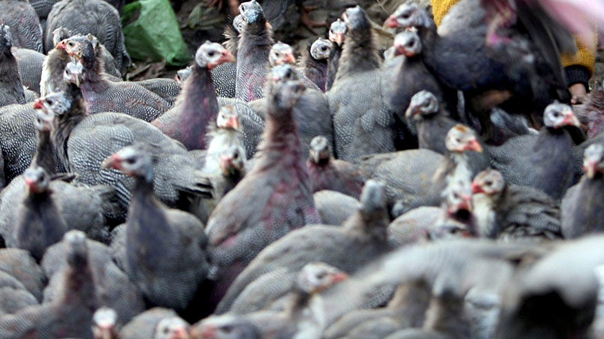 Secrets of dinosaur footprints revealed in bird X-rays - Fox News