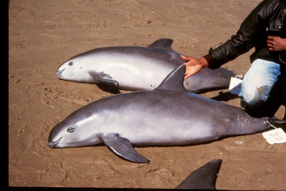 Critically endangered porpoise could be extinct in four years Fox News
