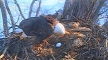 Bald eagle lays egg, becomes Internet sensation