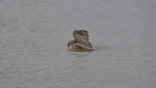 Swimming owl caught on video