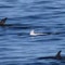 Rare white dolphin glimpsed in