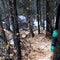 Homeless man spears bear to death in Alaska, officials say
