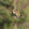 Photographer captures weasel
