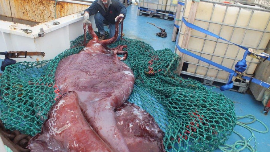 Colossalsquid.jpg