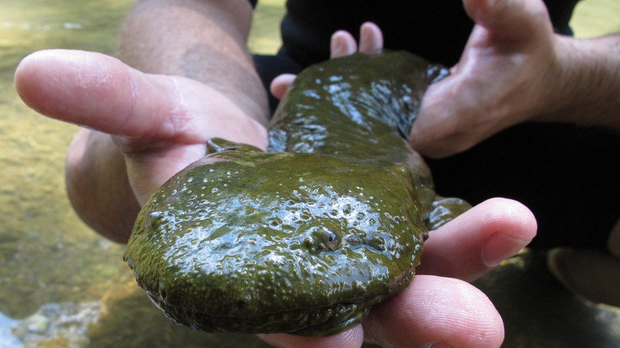 Hellbender.jpg