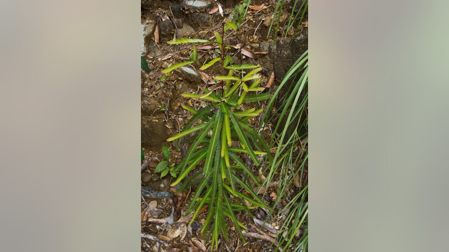 PlantDorsey.jpg