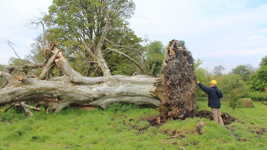 SligoTree.jpg