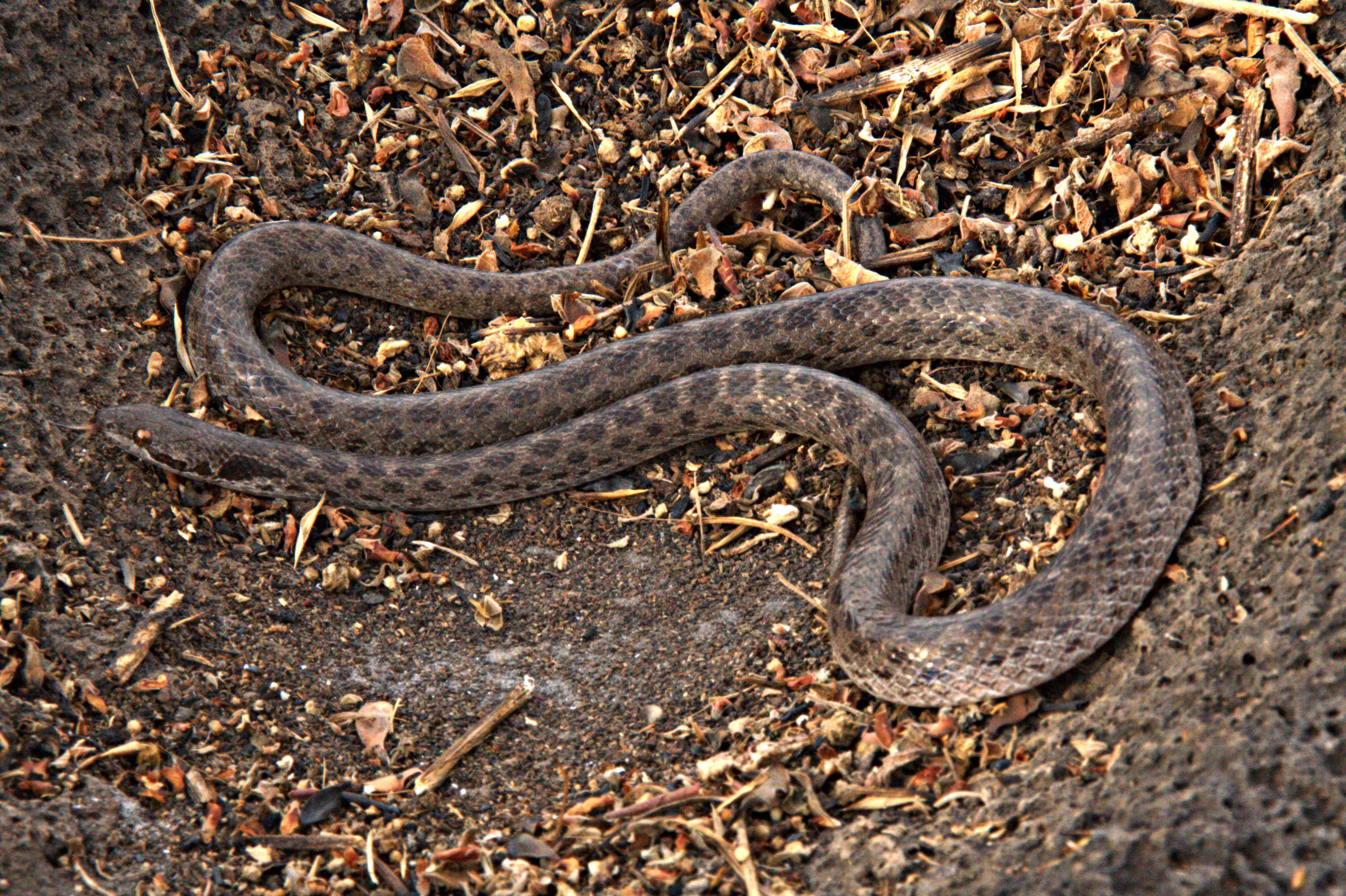 Species of snake lost for nearly 80 years found on Mexican island Fox News Species of snake lost for nearly 80 years found on Mexican island Fox News