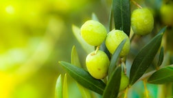 >Regarded as somewhat of a tonic cure-all in ancient times, olive leaf and olive leaf extracts appear to promote better health overall and help to ward off a variety of serious health disorders