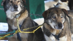 Dog pulls a sled all over New Hampshire's North Country to the delight of tourists and his caretakers, who quickly realized that if he didn't treat his blindness like an obstacle, neither would they.