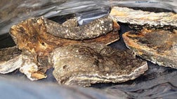 The agency says in a press release Monday that the illegal items were seized between May  and May  at an international mail facility and at Los Angeles International Airport.