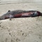 Researchers say they have proven never-seen whale still exists