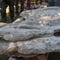 Rare whale fossil pulled from California backyard by sheriff's search-and-rescue team
