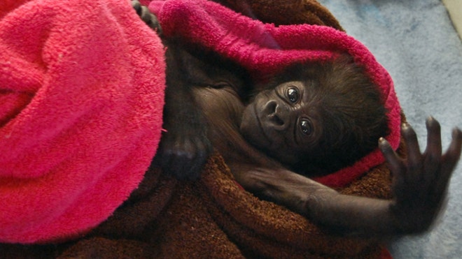 BabyGorillaOhio.JPG