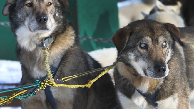 BlindSledDog.JPG