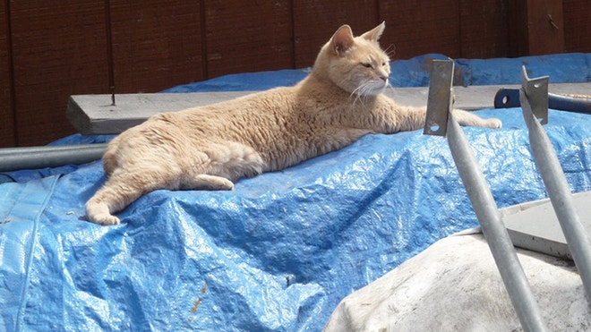 CatMayor.JPG