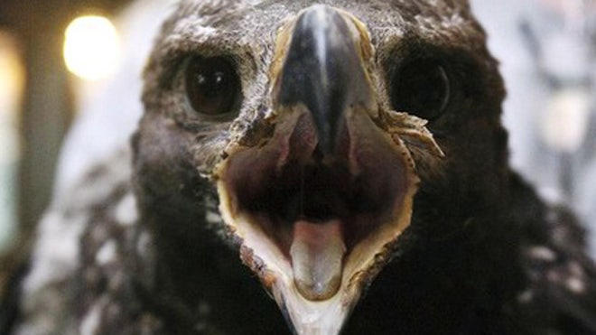GoldenEagle.jpg