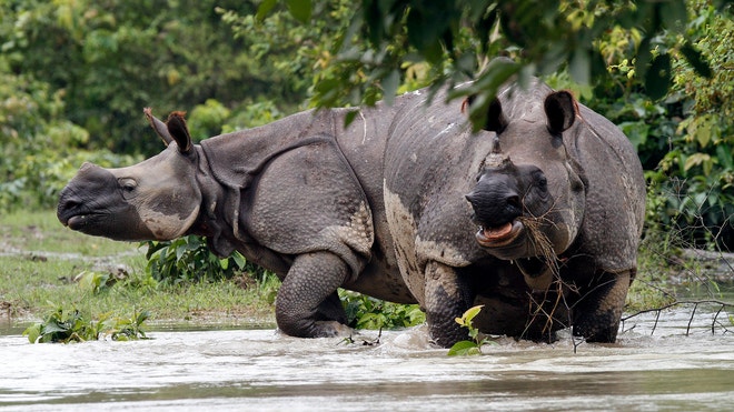 IndiaRhino.JPG