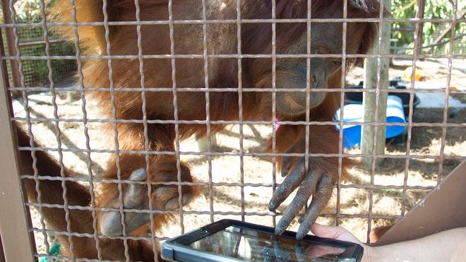 OrangutansIPADS.JPG